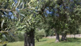 Olio d’oliva e sostenibilità, l’Umbria laboratorio tra tradizione e innovazione