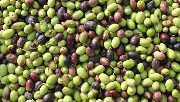 sostenibilità olive Umbria olivicoltori università istituzioni 