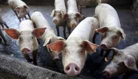 Primo caso di ceppo dell’influenza suina sull’uomo nel Regno Unito: cosa sappiamo