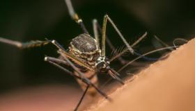 Dengue, in Brasile si temono 4 milioni di contagi: e la malattia arriva anche in Usa