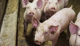 Peste suina africana, dal Nord al Sud le province più colpite