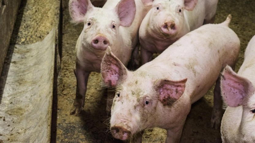 Peste suina africana, dal Nord al Sud le province più colpite