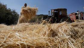 Grano italiano, prezzi in calo e semine ai minimi storici. Pesa la concorrenza con l’Est Europa