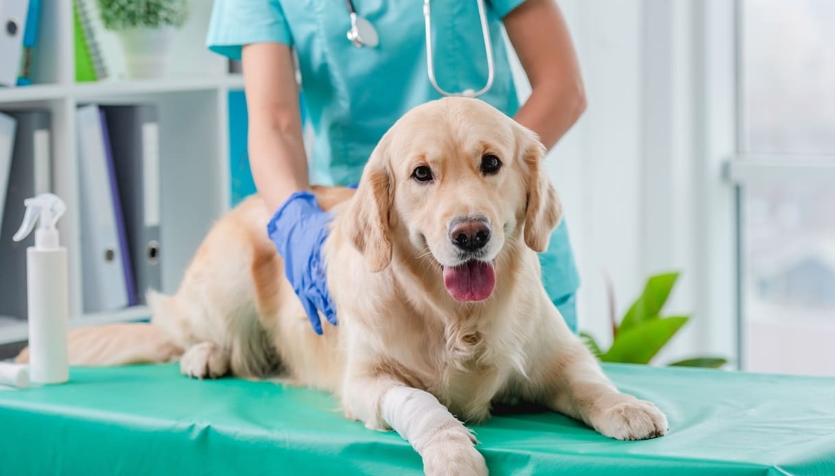 Dichiarazione dei redditi 2024: come portare in detrazione le spese veterinarie nel 730