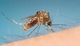 Zanzara della malaria in Puglia, dopo 50 anni torna la Anopheles sacharovi: i veri rischi