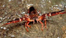 Gambero della Louisiana, nuovi avvistamenti in Italia: quali rischi per l’agricoltura e l’uomo