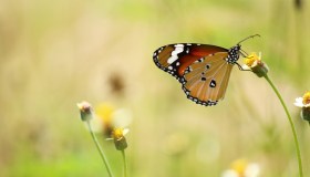 Su otto milioni di specie viventi sulla Terra, un milione è a rischio estinzione