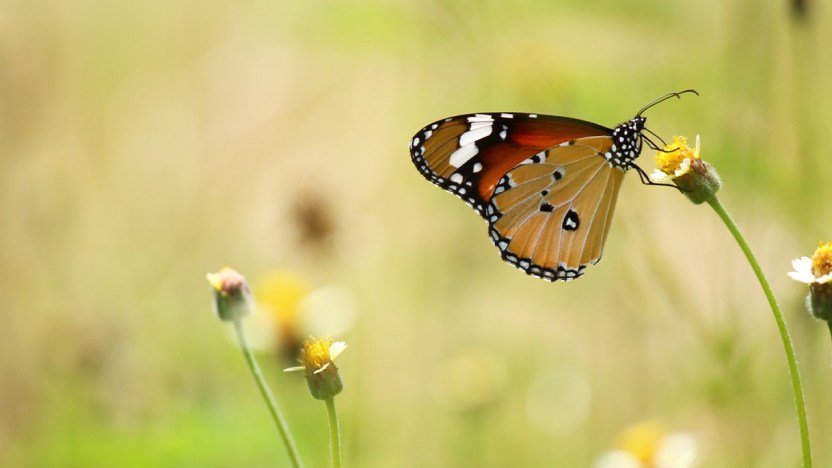 Su otto milioni di specie viventi sulla Terra, un milione è a rischio estinzione
