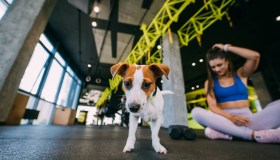 Puppy Yoga illegale secondo ministero della Salute, stop allo sfruttamento dei cuccioli