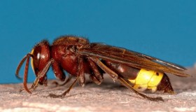 Vespa velutina e orientalis in Italia, perchè sono un danno per l’agricoltura e l’uomo