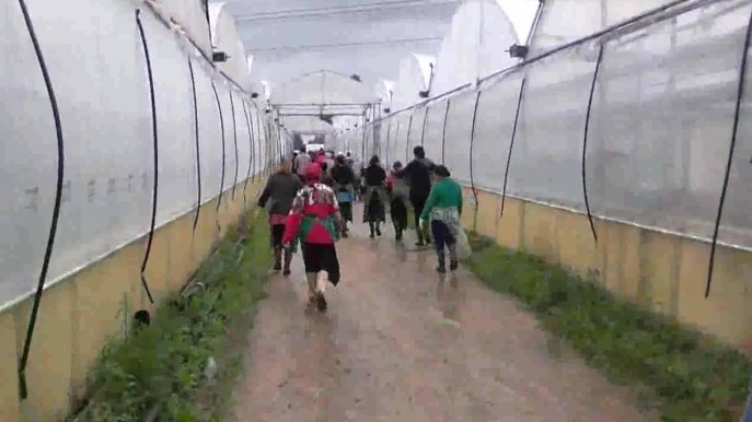 Troppi lavoratori in nero nelle campagne italiane. Cosa rischiano le aziende