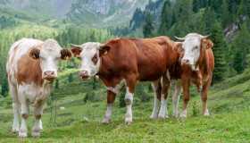 Tassa su mucche e maiali, l’esperimento danese per ridurre i gas serra