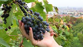 Terreni agricoli all’asta in tutta Italia per un totale di 11.400 ettari, come partecipare