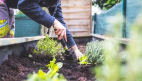 L’estate negli orti urbani: le più belle oasi verdi nelle città d’Italia