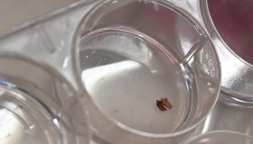 Carne coltivata nei supermercati: prima richiesta di autorizzazione in Ue per il foie gras