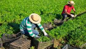 Piano del governo contro il caporalato, aumentano i controlli: cosa si rischia