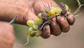 Vendemmia anticipata, si parte in Sicilia e non al Nord: è un pessimo segnale