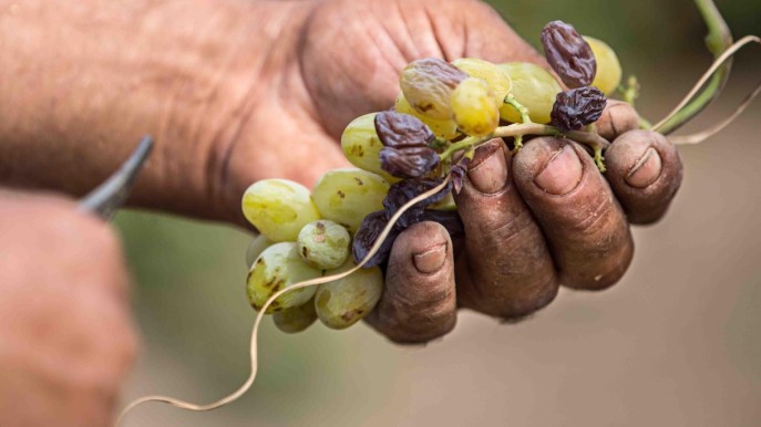 Vendemmia anticipata, si parte in Sicilia e non al Nord: è un pessimo segnale