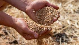 Dazi sul grano russo dall’1 luglio per salvare l’economia europea, gli effetti sui prezzi