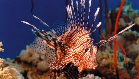 Il pesce scorpione invade il Mediterraneo dopo il granchio blu: i rischi per l’uomo e gli ecosistemi