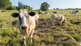 Qualità dell’aria, in Lombardia un terzo delle polveri sottili arriva dagli allevamenti