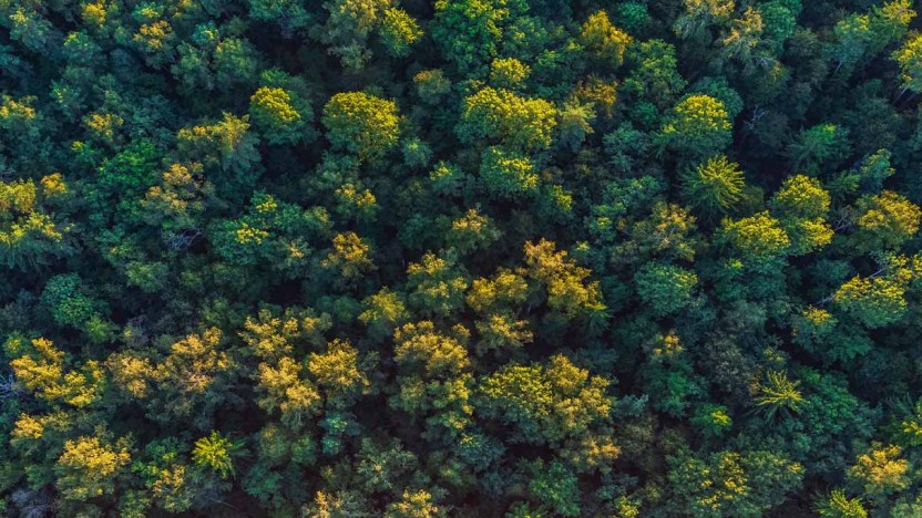Ripristino della natura, il Regolamento Ue diventa legge ed entra in vigore il 18 agosto
