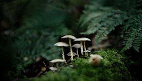 Cambiamento climatico, i funghi come nuovo alleato per contrastarlo