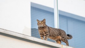 Condominio, cosa fare se il gatto sporca il balcone del vicino