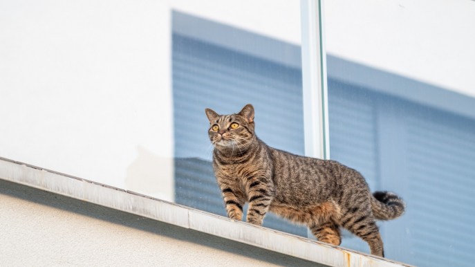 Condominio, cosa fare se il gatto sporca il balcone del vicino