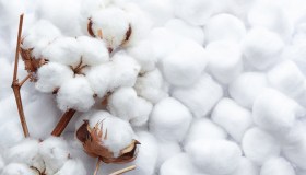 Cotone coltivato, la rivoluzione del settore tessile per vestiti più etici e sostenibili