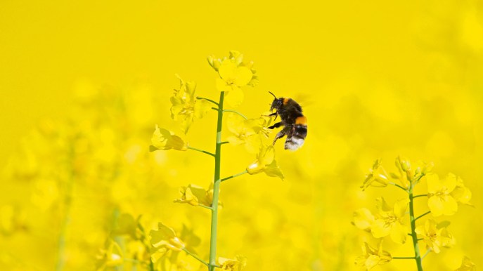 Cop16 sulla biodiversità, i piani per proteggere il 30% di mari e terre entro il 2030