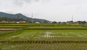 Sale prezzo del riso, piogge autunnali danneggiano la campagna risicola 2024/25