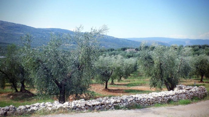 Bonus agricoltura 2025, 794 euro in fondi europei per ogni ettaro coltivato