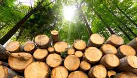 Il Parlamento europeo ha rinviato l’entrata in vigore del regolamento europeo contro la deforestazione