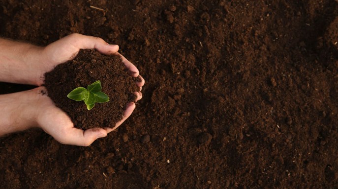 Giornata Mondiale del Suolo, curare il suolo per preservare il 95% del cibo globale