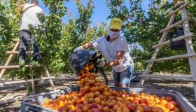 Lavori più richiesti nel futuro: non solo esperti di IA, anche braccianti e autisti