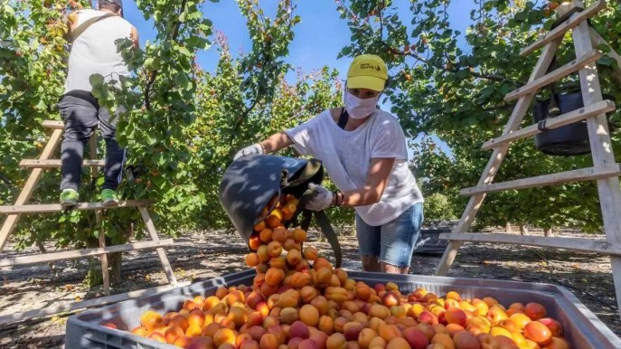 Lavori più richiesti nel futuro: non solo esperti di IA, anche braccianti e autisti